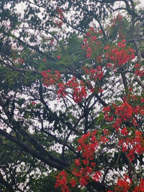 Köyde çeşitli yeşil ağaçlar var. Çeşitli ağaç türlerine sahip bereketli kırsal alan