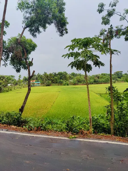 Köyde çeşitli yeşil ağaçlar var. Çeşitli ağaç türlerine sahip bereketli kırsal alan