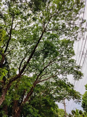 Köyde çeşitli yeşil ağaçlar var. Çeşitli ağaç türlerine sahip bereketli kırsal alan