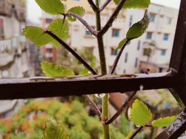 Çevresindeki şehir ve mimariye güzel bir zıtlık sağlayan yeşil bitkiler bu kent sahnesinde bir pencereyi örtüyor.,