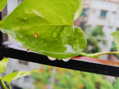 Çevresindeki şehir ve mimariye güzel bir zıtlık sağlayan yeşil bitkiler bu kent sahnesinde bir pencereyi örtüyor.,