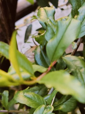 Yeşil bitki yapraklarına yakın çekim, ince detayları, dokuyu ve organik desenleri yakalamak..