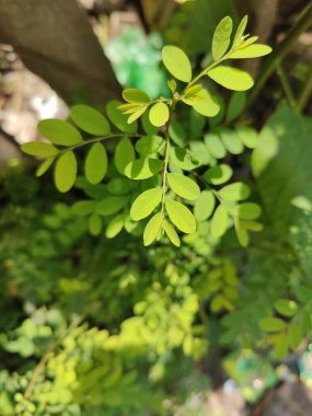 Doğal ortamdaki canlı yeşil yaprakların yakın çekimi.