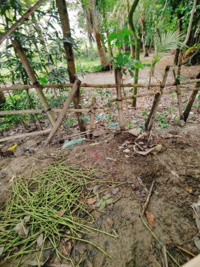 Köyde çeşitli yeşil ağaçlar var. Çeşitli ağaç türlerine sahip bereketli kırsal alan