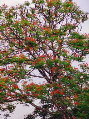 Yeşil bitki yapraklarına yakın çekim, ince detayları, dokuyu ve organik desenleri yakalamak..