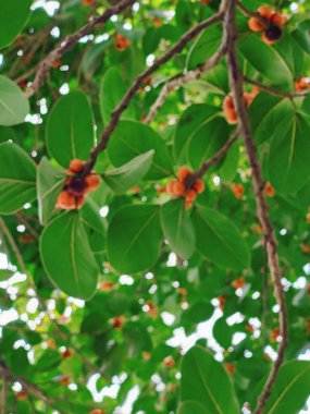 Yeşil bitki yapraklarına yakın çekim, ince detayları, dokuyu ve organik desenleri yakalamak..