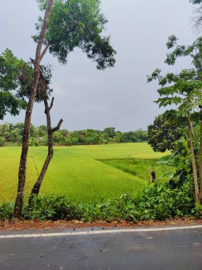 Köyde çeşitli yeşil ağaçlar var. Çeşitli ağaç türlerine sahip bereketli kırsal alan