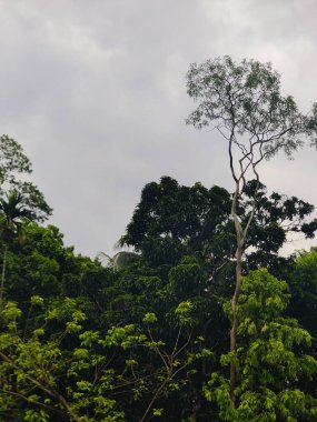 Yeşil bitki yapraklarına yakın çekim, ince detayları, dokuyu ve organik desenleri yakalamak..