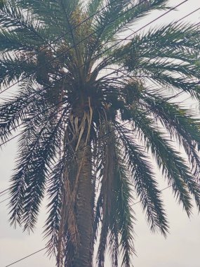 Yeşil bitki yapraklarına yakın çekim, ince detayları, dokuyu ve organik desenleri yakalamak..