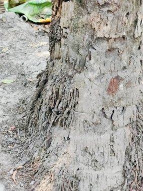 Ağaç dokusunu ve doğal desenleri vurgulamak için açık havada bir yığın ağaç dalları ve kütüklerinden oluşan bir derleme..