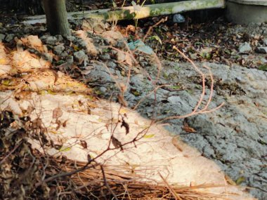 Ağaç dokusunu ve doğal desenleri vurgulamak için açık havada bir yığın ağaç dalları ve kütüklerinden oluşan bir derleme..