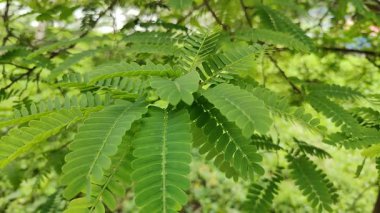 Ormanda yeşil yapraklar