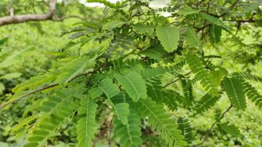 yeşil yapraklar, bitkiler ve yapraklar