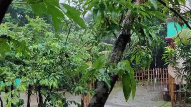 Ağacın yeşil yaprakları