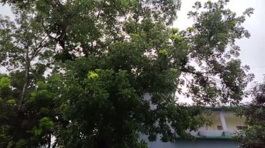 Ağaç dalları, bitki örtüsü ve yapraklar.