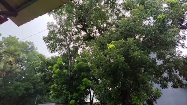 Ormanda yeşil yapraklar