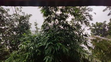 Dağlardaki ormanın manzarası