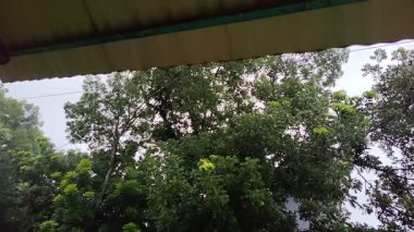 Ormandaki ağaç gövdesi