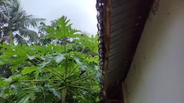beautiful tropical garden with palm trees and green leaves. bali island, indonesia.