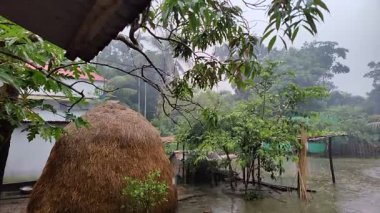 the rain is on the tree