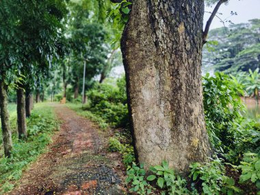 Ormanda yeşil ağaçlar