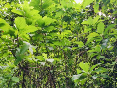 Ormanda yeşil yapraklar