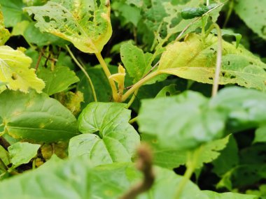 Ağaçtaki yeşil yapraklar