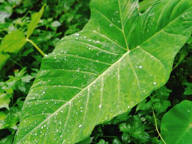 Güzel botanik fotoğrafı, doğal duvar kağıdı.