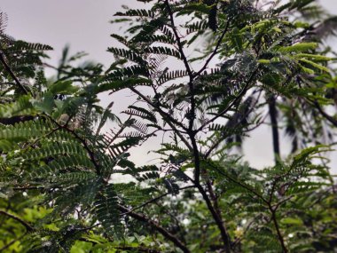 Ormanda yeşil yapraklar