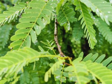 Ormanda yeşil yapraklar