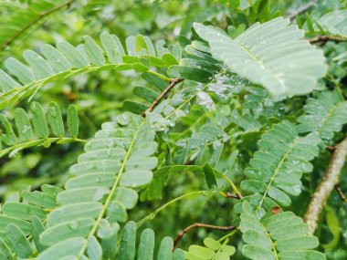 bir bitkinin yeşil yaprakları