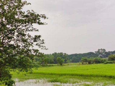yeşil çimen ve pirinç tarlası