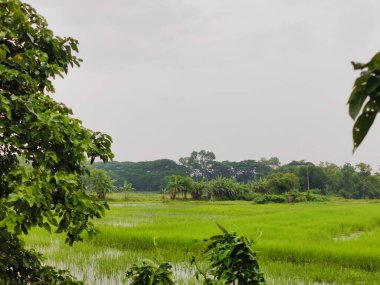 Kırsalda yeşil pirinç tarlası