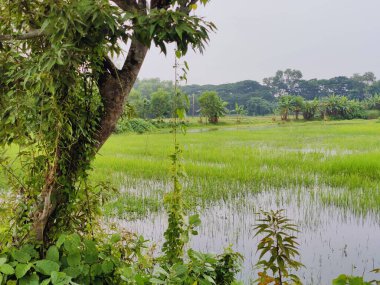 Sabahları pirinç tarlalarının güzel manzarası