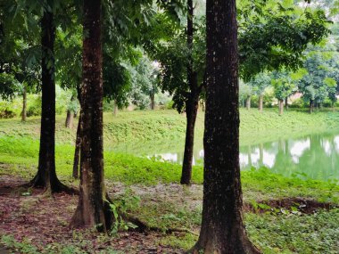 Parktaki nehrin güzel manzarası