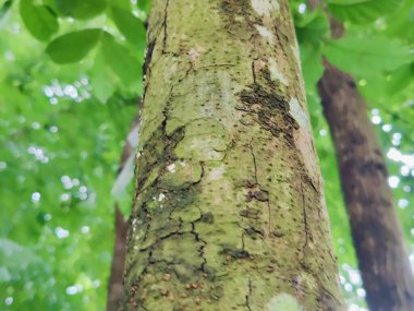 Ormandaki bir ağacın yakınında.