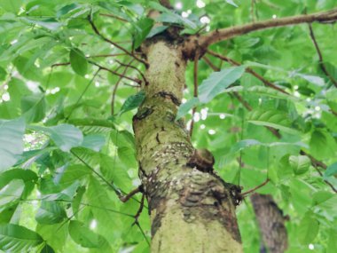 Bahçedeki bir ağaca yaklaş.