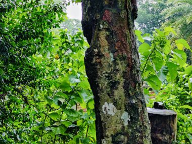 Ormanın güzel manzarası