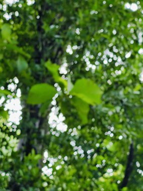 Arka plan. Yeşil yaprakları