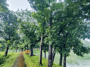 Orman parkındaki yol.