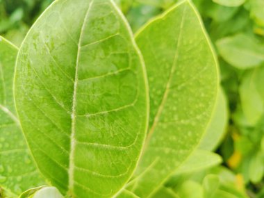 yeşil yaprak dokusu doğa ve arkaplan