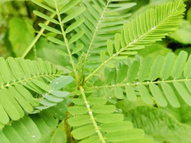 Ormanda yeşil eğrelti otu