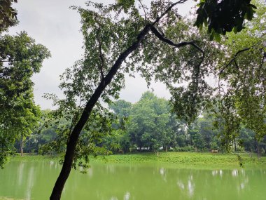 Parktaki güzel yeşil ağaçlar, bitki örtüsü