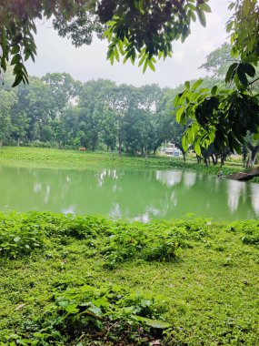 Ormanda yeşil yapraklar