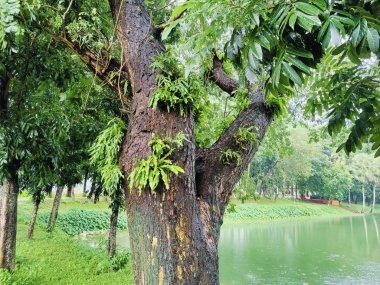 Ormandaki yeşil ağaç