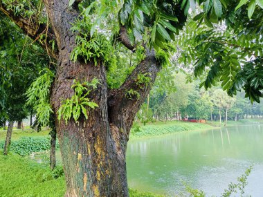 Parkın güzel manzarası
