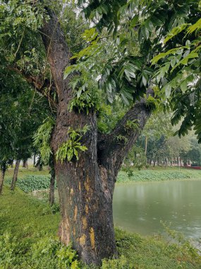 Parktaki yeşil ağaçlar