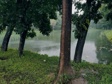 Ormanda yeşil çimenler