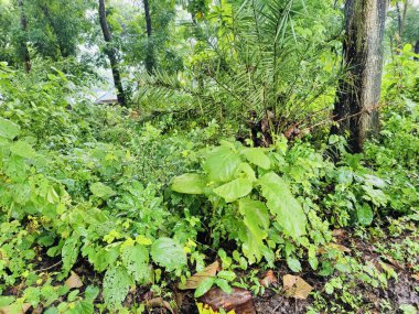 Ormanda yeşil yapraklar
