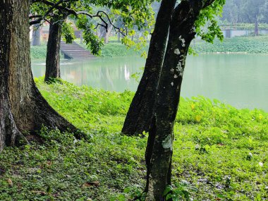 Ormanda yeşil çimenler